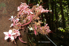 Humboldtia bourdillonii